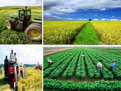 Agricultural sector urged to improve competitiveness