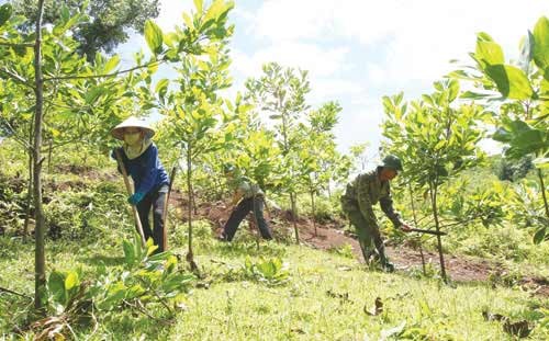 Online conference on alternative afforestation