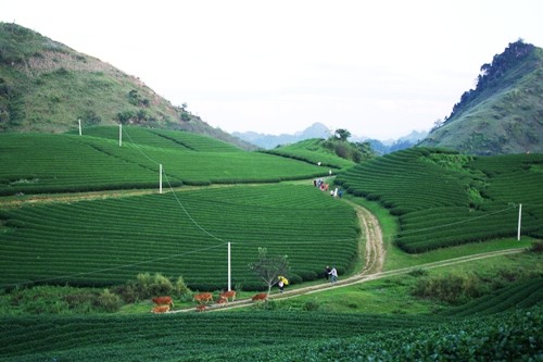 Moc Chau plateau inspires tourists