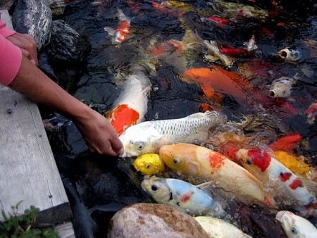 HCM City fish farmers raking in Koi carp profits