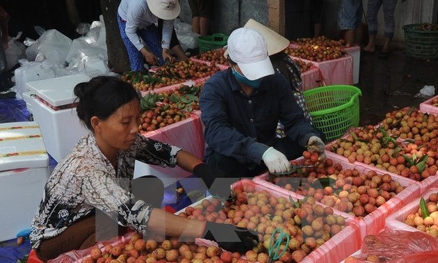 Australia recognises Vietnamese lychee irradiation centre 