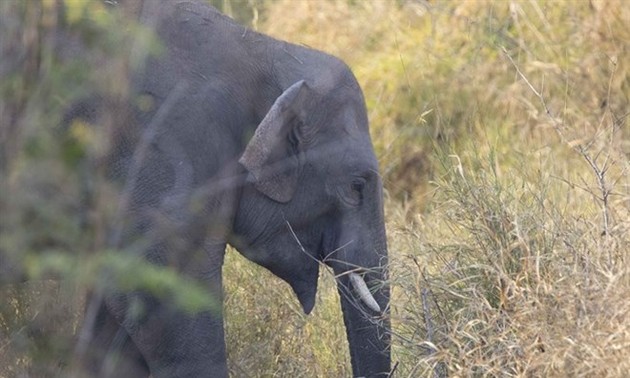 Project to protect Vietnam’s elephants kicks off