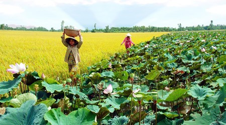 Cuisine culture in the Plain of Reeds