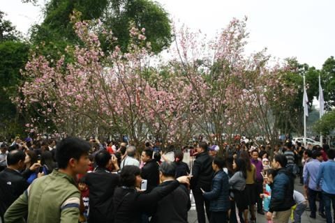 Japanese cherry flowers to be showcased in Hanoi