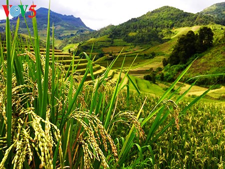 Terraced rice fields in Mu Cang Chai