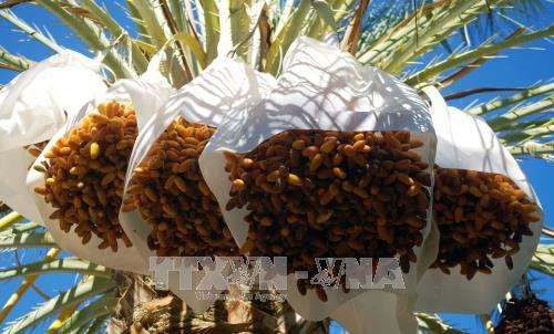 Algeria wants to export date palm to Vietnam