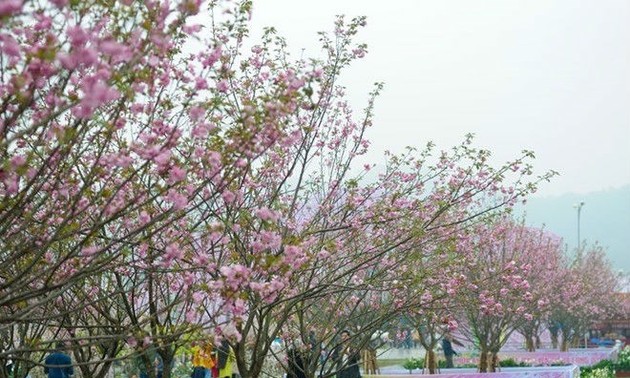 Sakura blossoms on display at Vietnam-Japan cultural festival