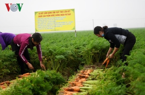 Boosting links – key to increasing Vietnam’s farm produce exports 