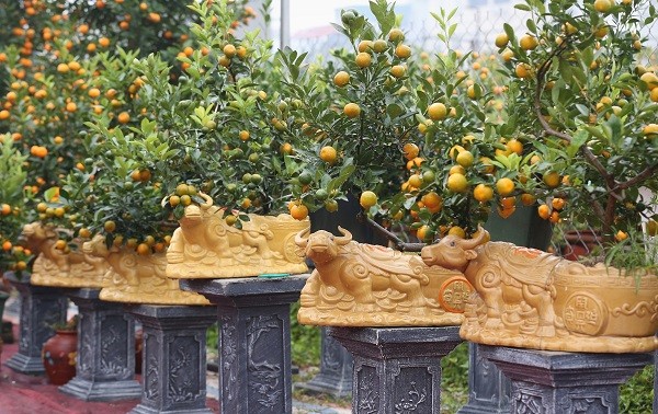 Peach, kumquat tree growers in Hanoi busy ahead of Tet  