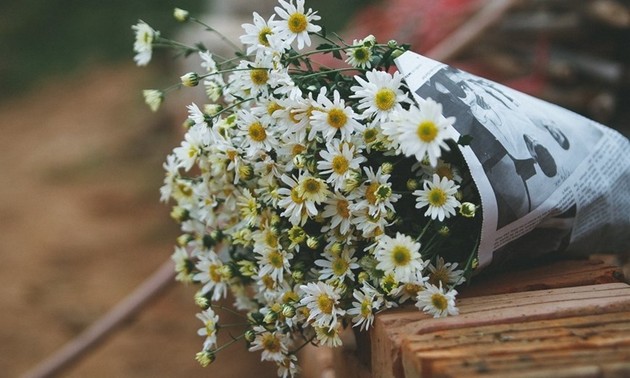 Daisies brighten up Hanoi’s streets