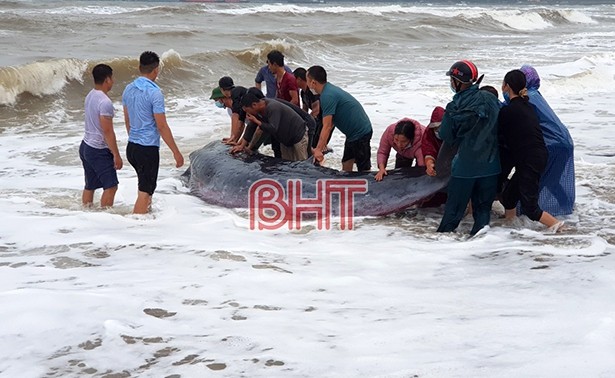 Ha Tinh fishermen save 2-ton whale