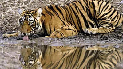 India sees record tiger deaths in 2021