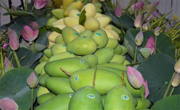 Dong Thap exports first batch of mangoes to Europe in 2022