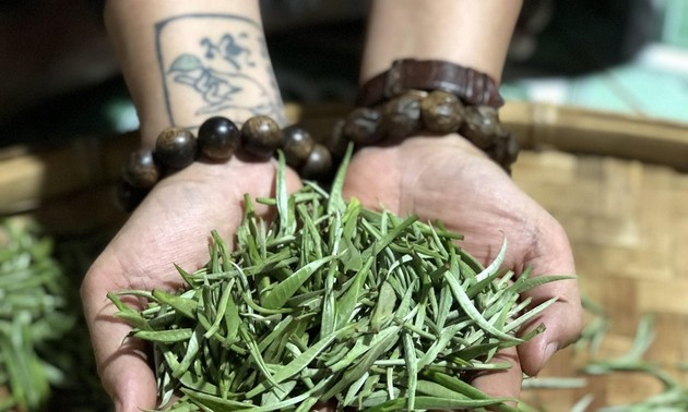 Lai Chau’s Shan Tuyet tea wins 4 prizes at “Teas of the World” International Contest