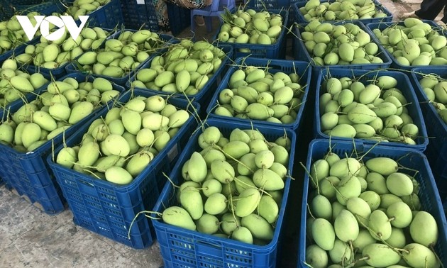 Dong Thap farmers strive to export their mangoes