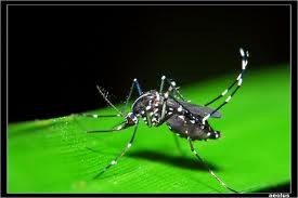 Colloque régional contre la dengue