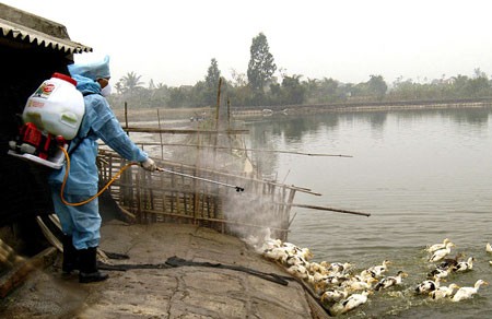 Aucun cas de grippe A H7N9 n’a été découvert au Vietnam. 