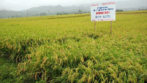 Les vastes superficies agricoles dans la province d'Yen Bai