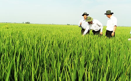 Le hameau de Thầy Ký à l’heure de la nouvelle ruralité