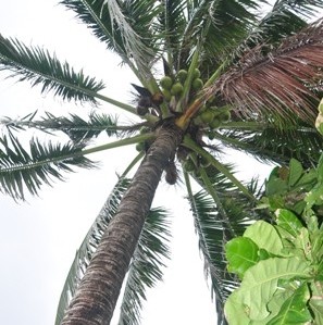 Nam Yet, l’île des cocotiers