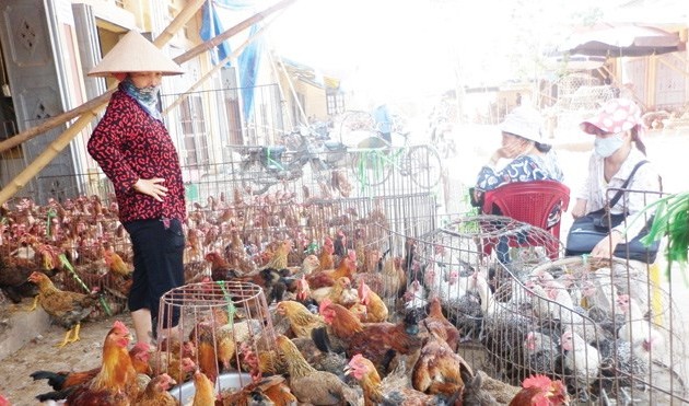 Le Vietnam est prêt à affronter la grippe A H7N9