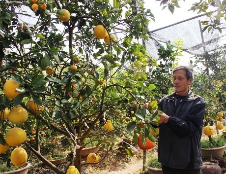 Lê Duc Giap, celui qui crée un arbre original à 5 fruits pour le Têt