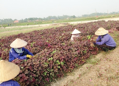 Quang Ninh investit dans les zones de production agricole concentrées