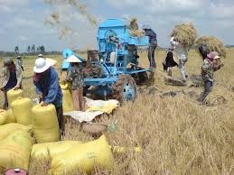 Exportation du riz : Il faut une stratégie à long terme