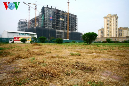 La moisson rizicole en plein Hanoï