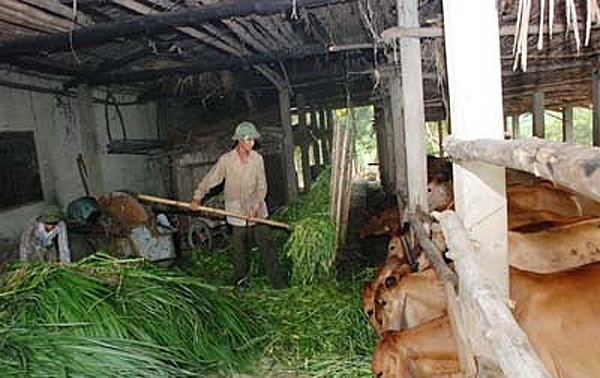 Un chef du hameau dévoué