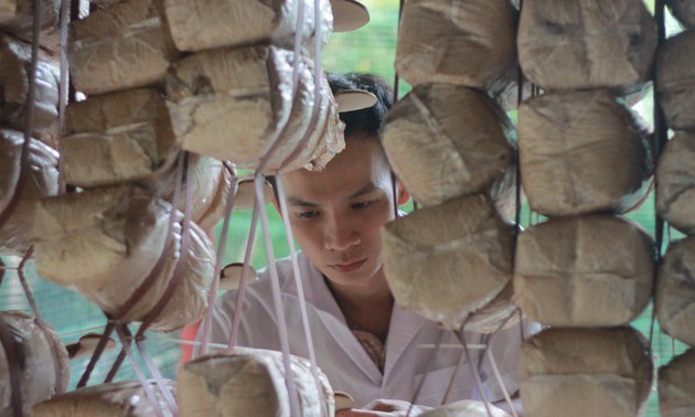 Ngô Kim Lai, celui qui introduit des Cordyceps au Vietnam