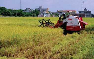 Elever la valeur des exportations de riz du Vietnam 