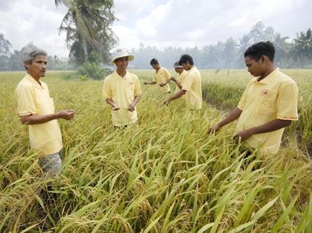 Les Khmers optent pour la restructuration agricole