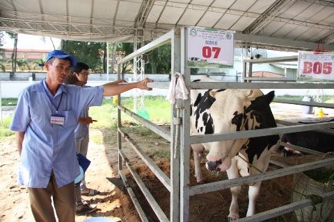 Cu Chi : après les tunnels, les vaches laitières