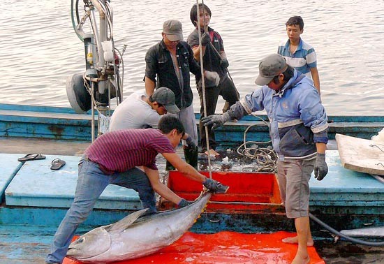 La pêche au thon au Vietnam