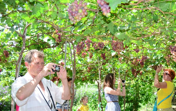 Quand viticulture et tourisme font bon ménage