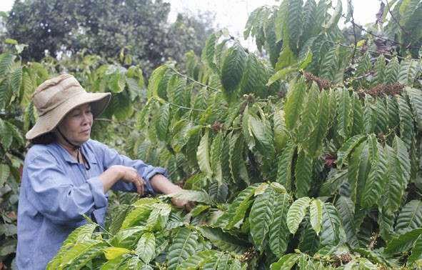 Dac Lac mise sur une caféiculture durable  