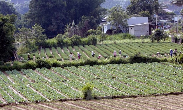 Directive du Premier ministre sur l’accélération du projet de restructuration agricole