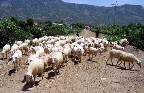 Ninh Thuận mise sur l’élevage