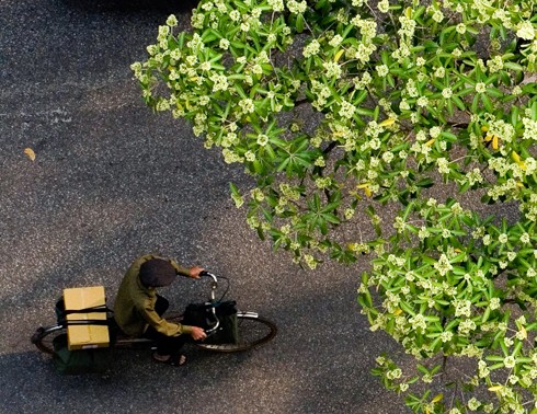 L’automne hanoien et les fleurs d’alstonia