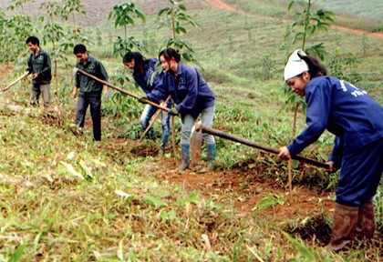 Yên Bái mise sur la sylviculture