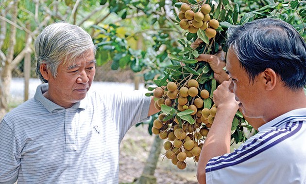 Dông Thap : une fruticulture... fructueuse  