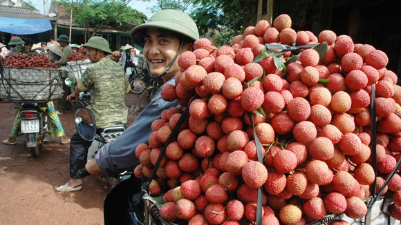 Plus de 10 tonnes de litchis vietnamiens exportés en Australie