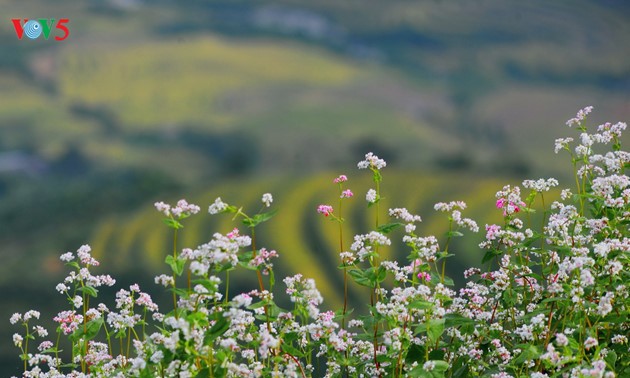 Ha Giang à la saison des fleurs de sarrasin