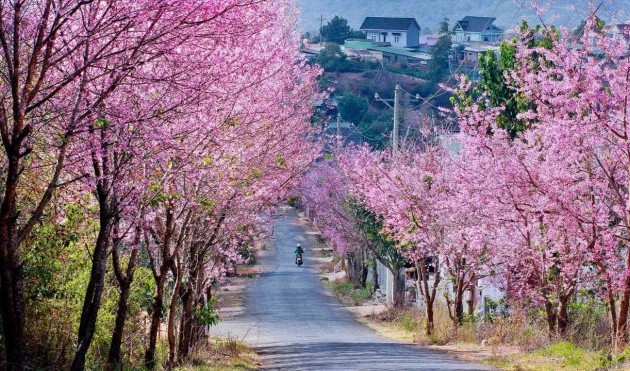 Dalat parmi les meilleures destinations florales du monde  