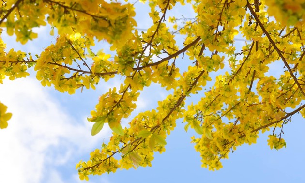 Où sont cultivées les fleurs et les plantes destinées à la décoration du Têt au Vietnam?