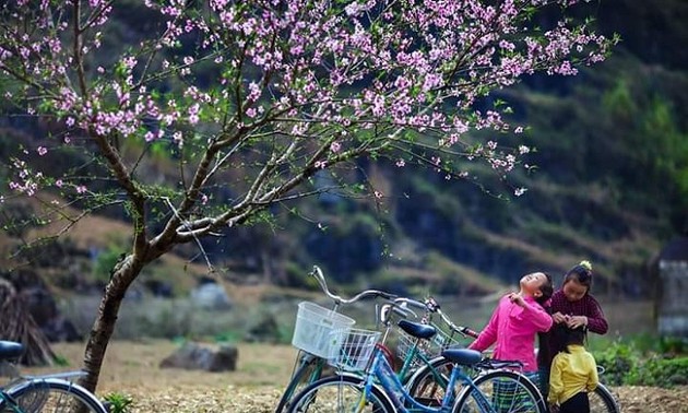 Les cerisiers sont-ils plantés au Vietnam?