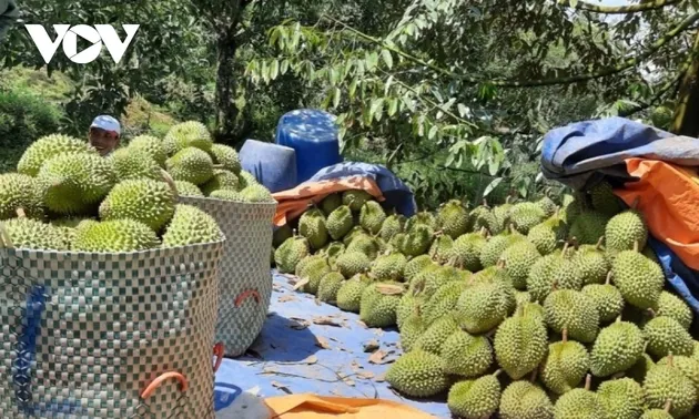 Quels sont les fruits du Vietnam qui ont la plus grande valeur d’exportation en 2024?