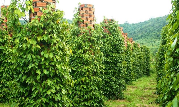 Le poivre vietnamien est exporté vers quels pays?