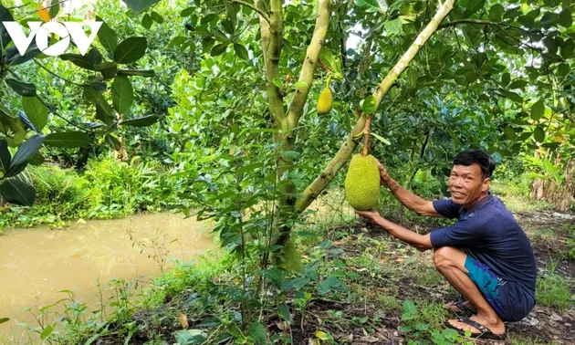 La culture du jacquier au Vietnam